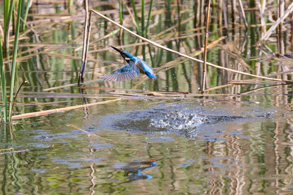 20140425カワセミ修行 10