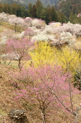 吉野梅郷　青梅市梅の公園 9