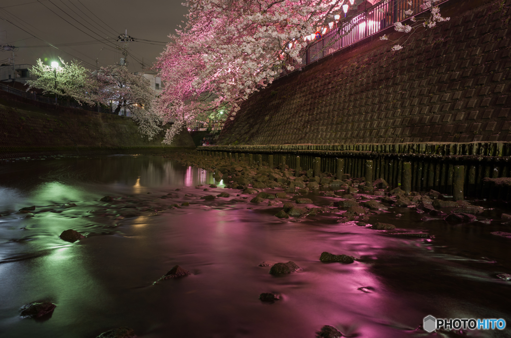 大岡川沿い夜桜散策 #6