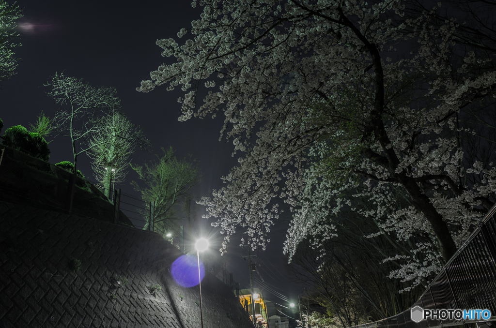 雨天予報前夜の桜 #1