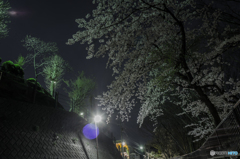 雨天予報前夜の桜 #1