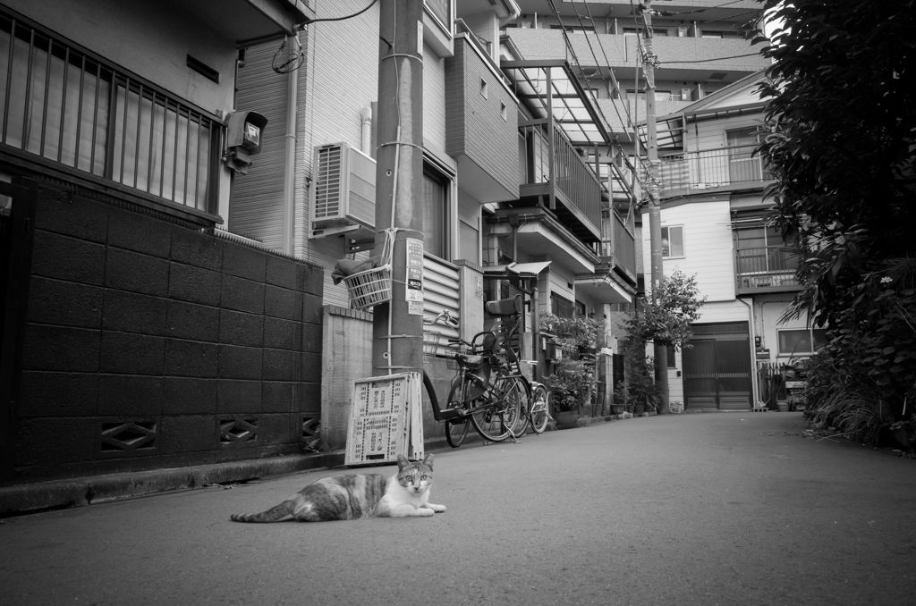 Kamata snap #4