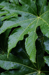 雨の週末 12