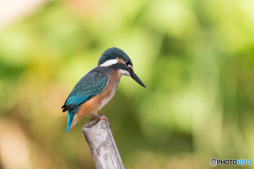 Kingfisher Snap #22