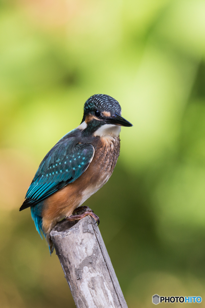 Kingfisher Snap #20