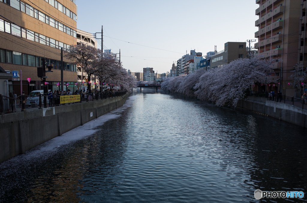 大岡川桜探訪 #16