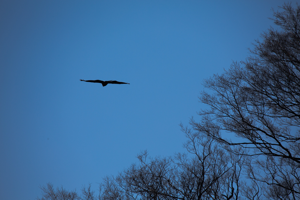 SP 150-600mm F/5-6.3 Di VC USD試写13