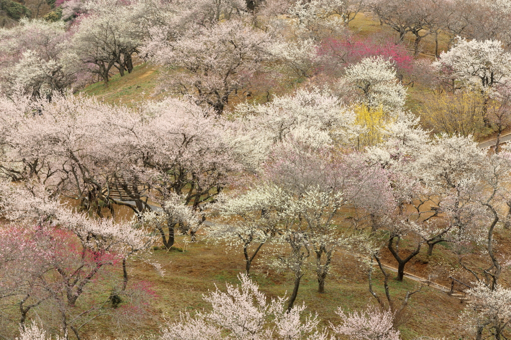 吉野梅郷　青梅市梅の公園 3