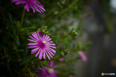 machida snap #7