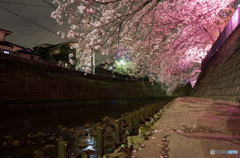 大岡川沿い夜桜散策 #5