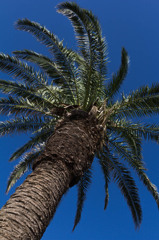 夏空に