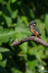 Kingfisher Snap #9