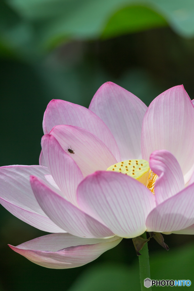 夏の華 4
