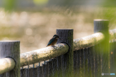 Kingfisher Snap #1