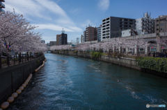 2019.4.5大岡川プロムナード開花情報④