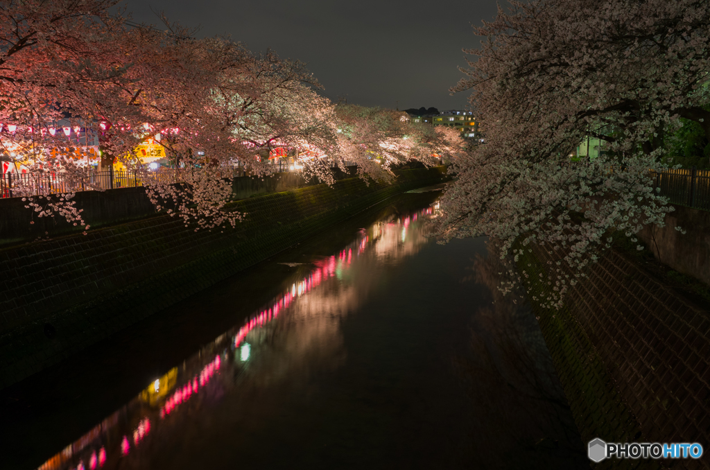 大岡川沿い夜桜散策 #9