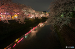大岡川沿い夜桜散策 #9