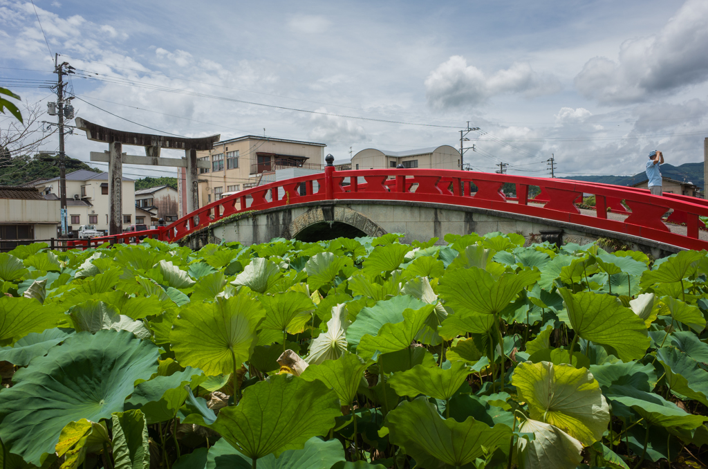 蓮渡る橋