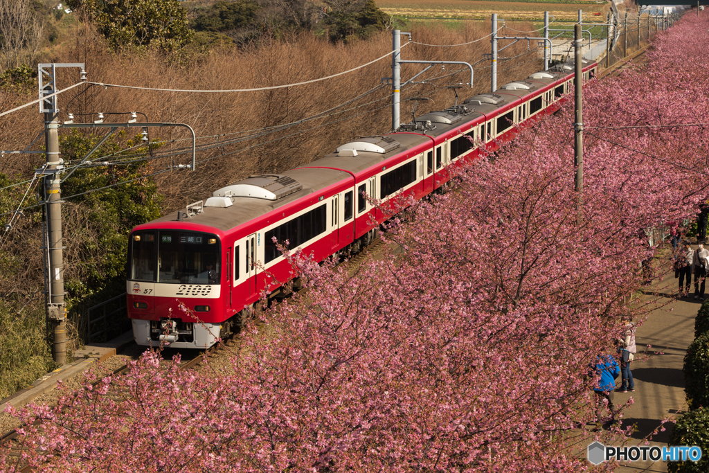 桜並木を行く #1
