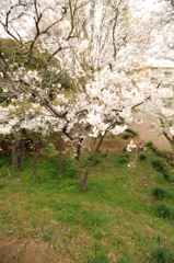ご近所桜散策7
