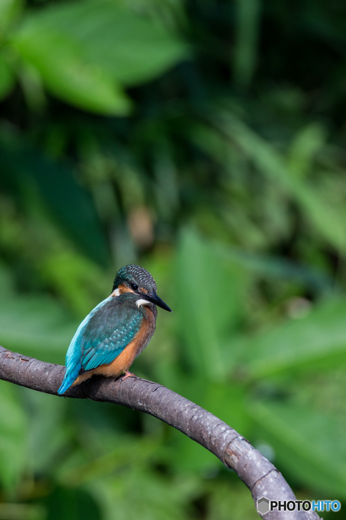 Kingfisher Snap #13