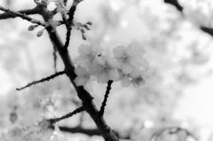 春への歩み 4