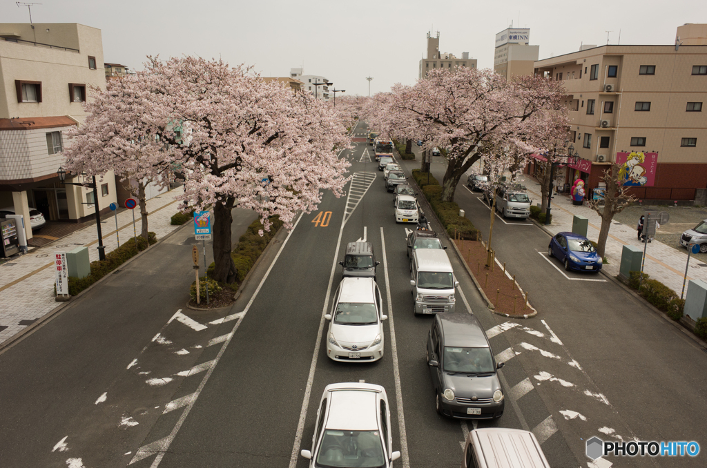 平和通り桜並木②