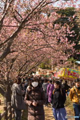 三浦海岸桜まつり2019 #8