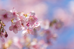 三浦海岸　河津桜