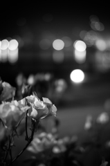 La Vie en rose 