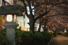 20130321夜桜試撮