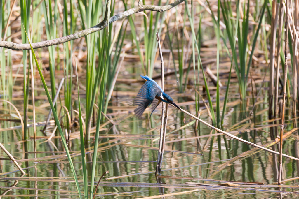 20140425カワセミ修行 9