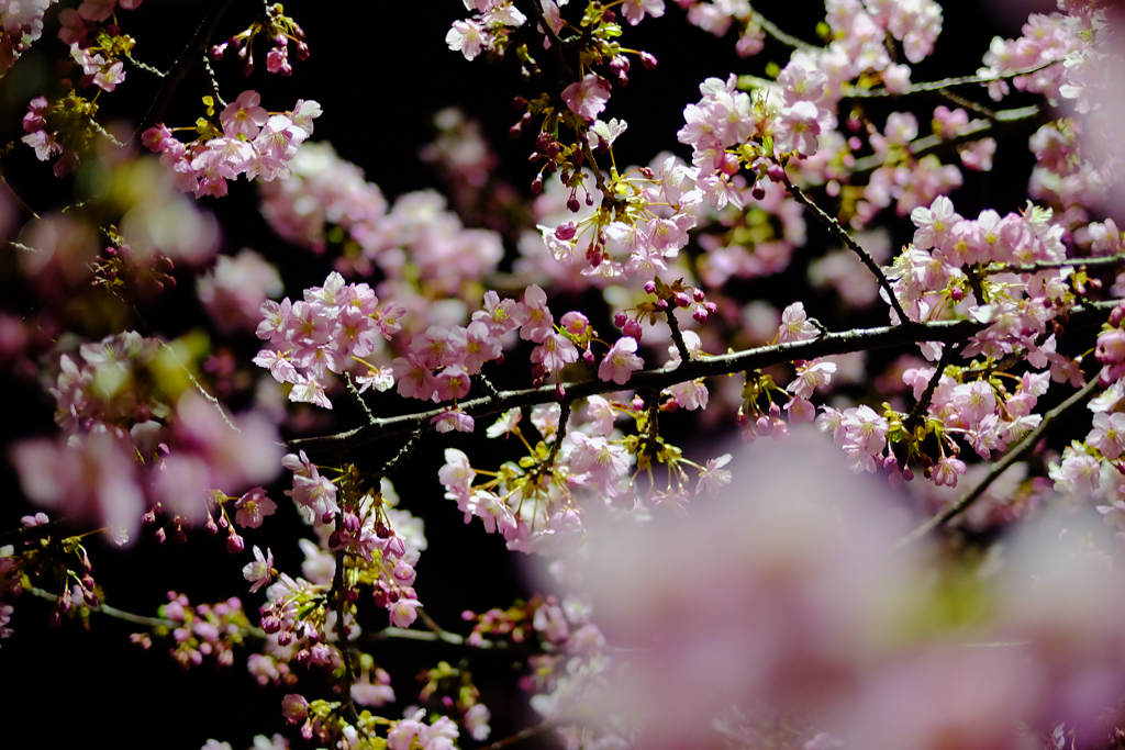 夜桜撮影