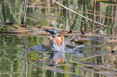 20140502カワセミ修行 18