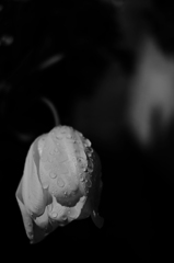 雨の夜に彩を 17