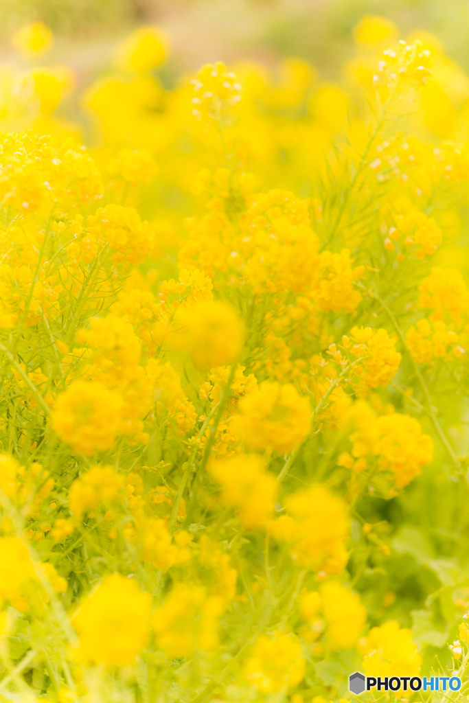 Rape blossoms #2