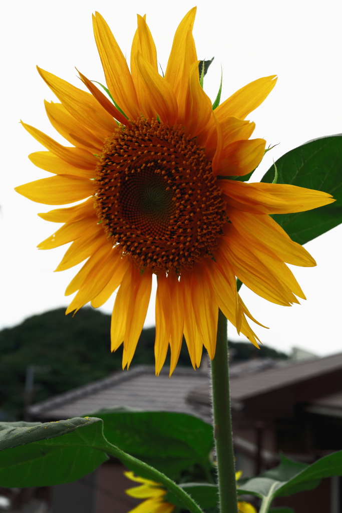 我が家のひまわり