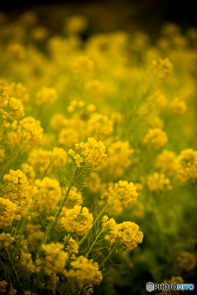 Rape blossoms #1