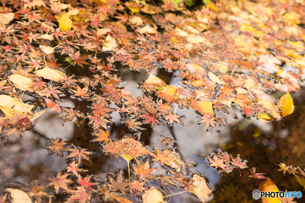 鎌倉紅葉散策@2018 長谷寺-3