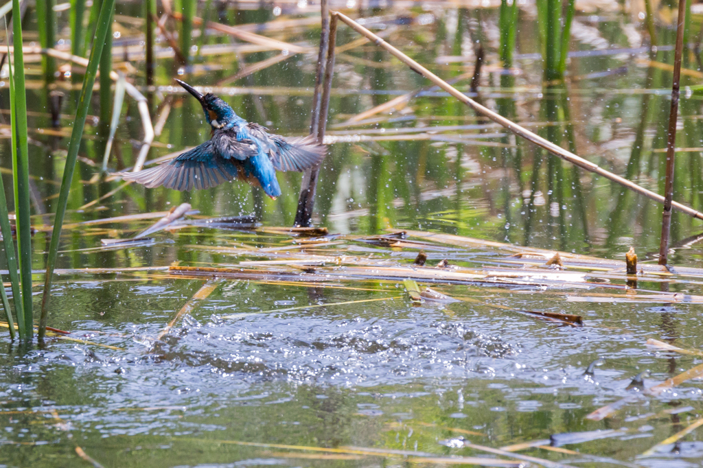 20140502カワセミ修行 7