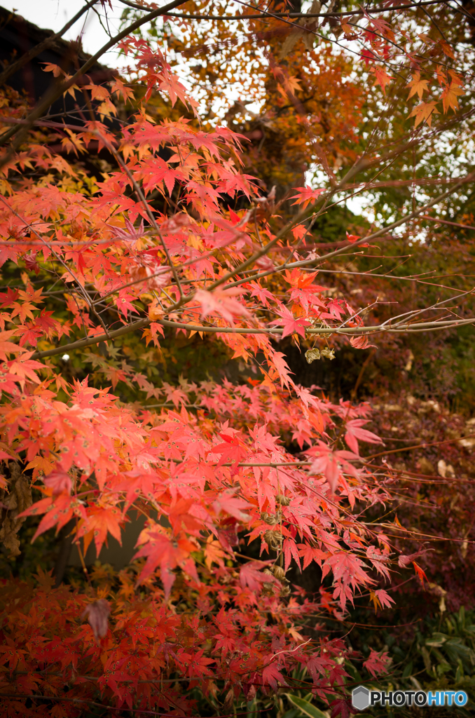 平成最後の紅葉