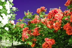 薔薇に囲まれ・・・