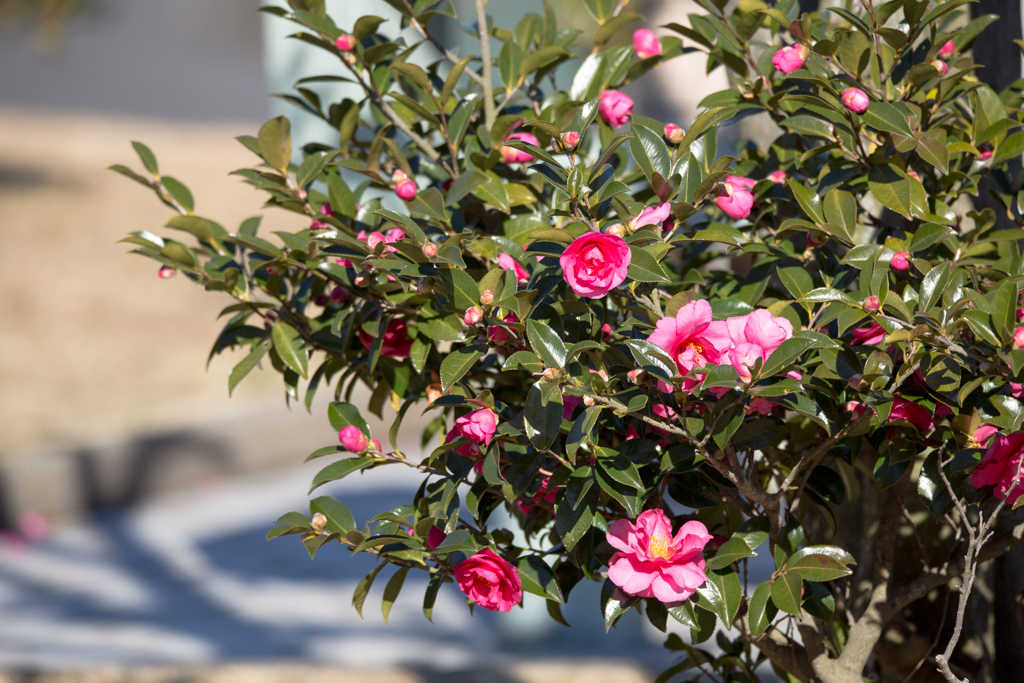 SP 150-600mm F/5-6.3 Di VC USD試写9