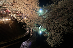 2014大岡川お花見散歩 18