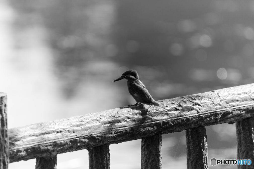 Kingfisher Snap #6