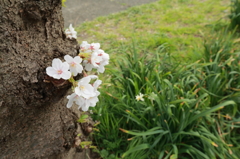 ご近所桜散策3