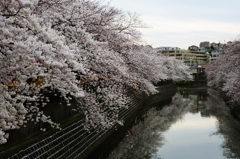 2014大岡川お花見散歩 3