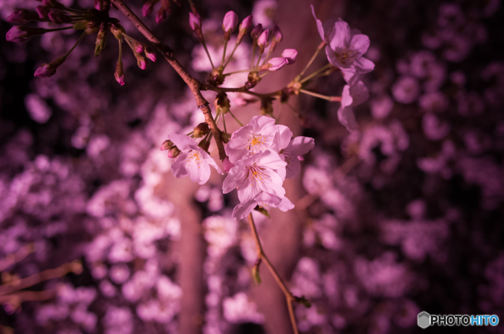 大岡川沿い夜桜散策 #4