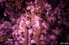 大岡川沿い夜桜散策 #4