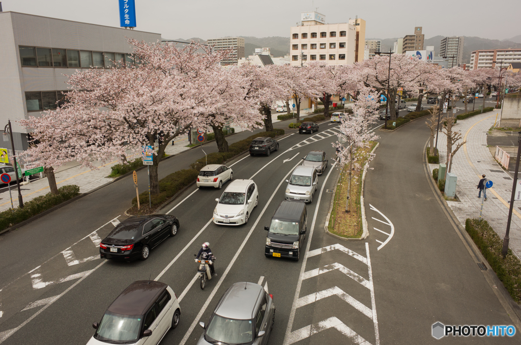 平和通り桜並木③